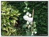 bloem00594