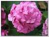 bloem00584