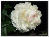 bloem00161
