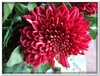 bloem00427