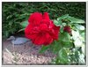 bloem00111