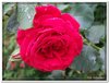 bloem00591