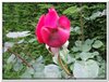 bloem00448