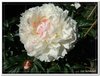 bloem00171