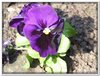 bloem00053