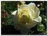 bloem00474