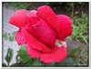 bloem00150