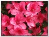 bloem00109