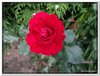 bloem00203