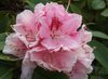 rododendron