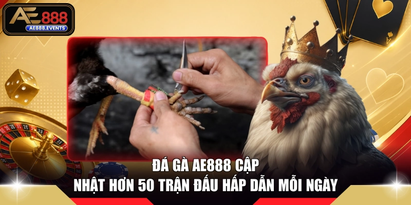 Đá gà AE888 cập nhật hơn 50 trận đấu hấp dẫn mỗi ngày 