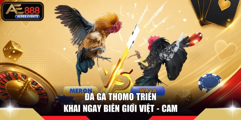 Đá gà Thomo triển khai ngay biên giới Việt - Cam